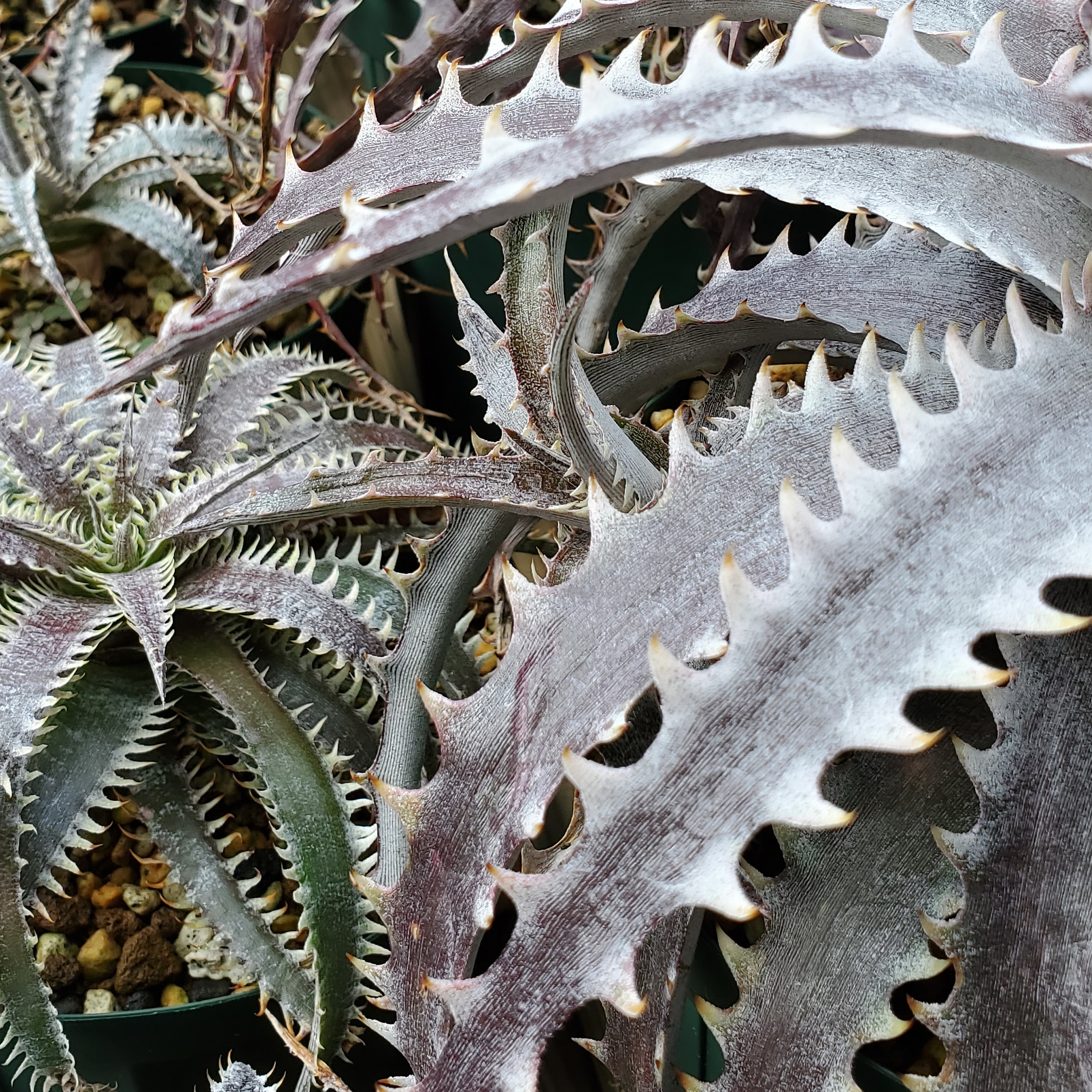 ディッキア・ビルベイカー：Dyckia 'Bill Baker' | Dyckia Maniax