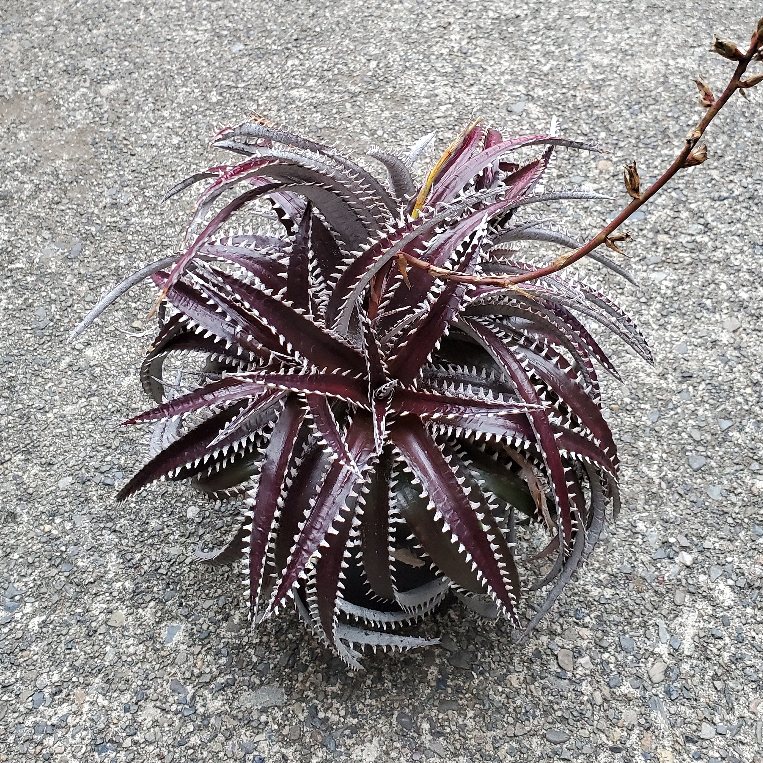ディッキア・アリゾナ：Dyckia 'Arizona' | Dyckia Maniax