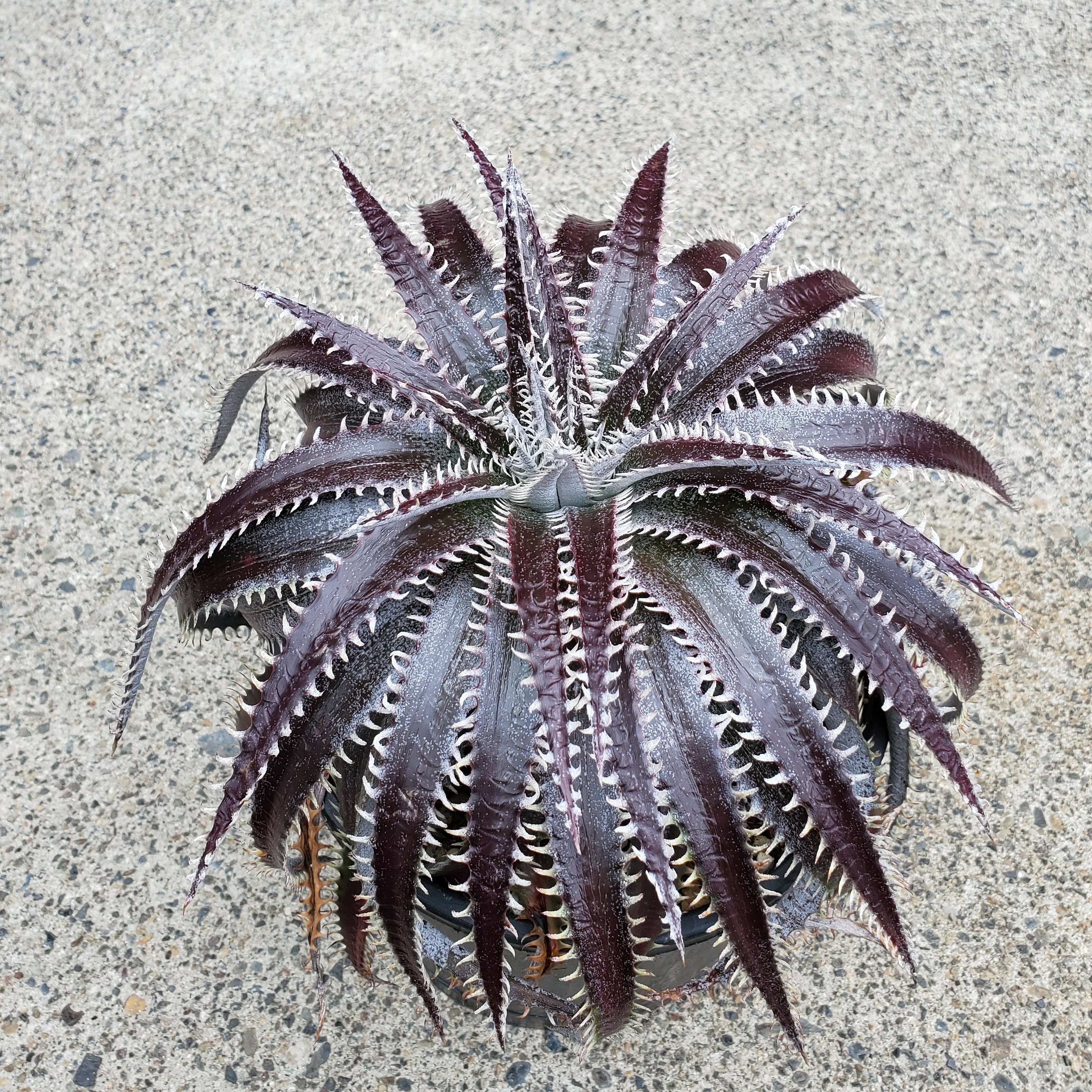 DBディッキア Dyckia Bill Baker hybrid #135 DBディッキア Dyckia