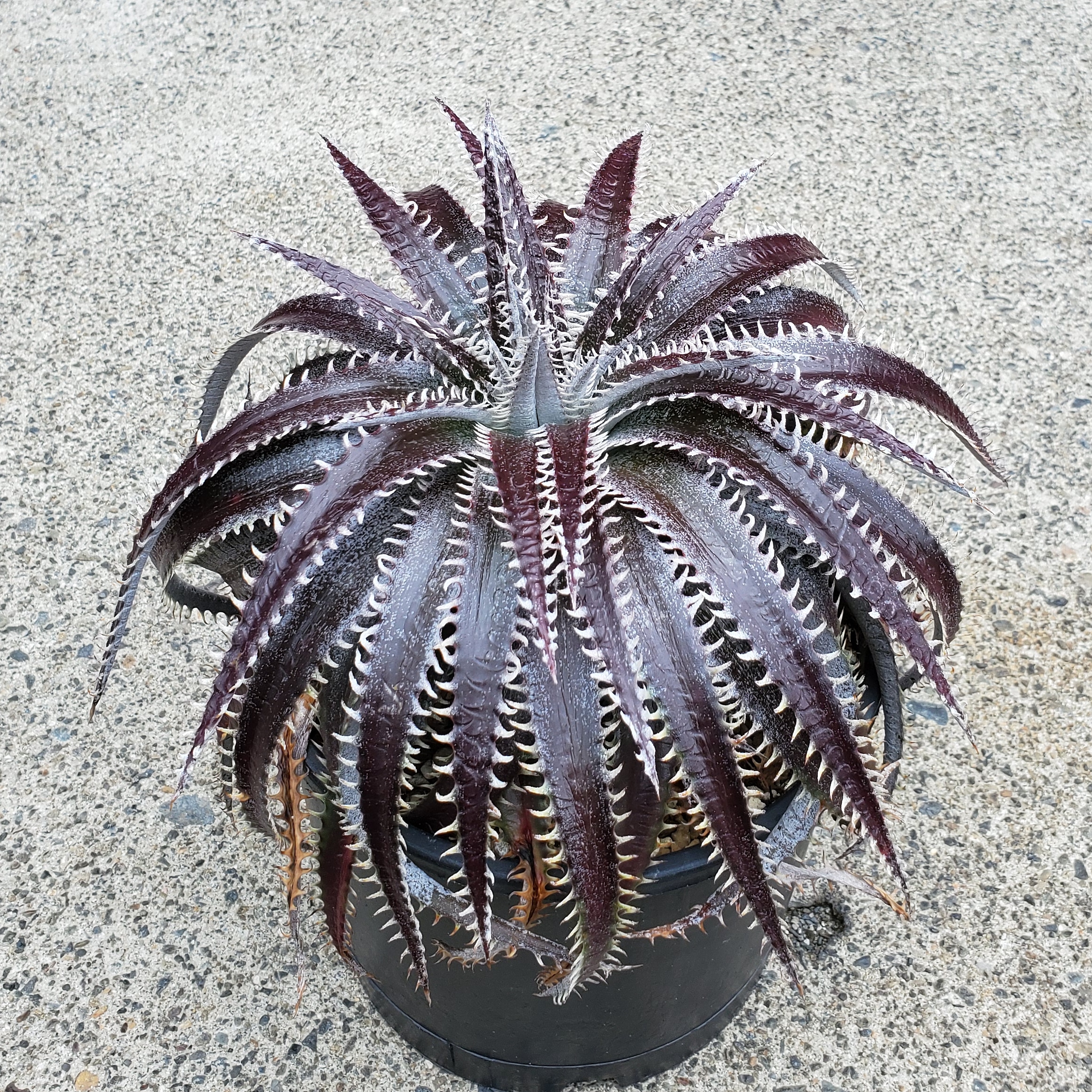 メガレア ビルベイカー ディッキア Dyckia First Cousin ⑴ メガレア
