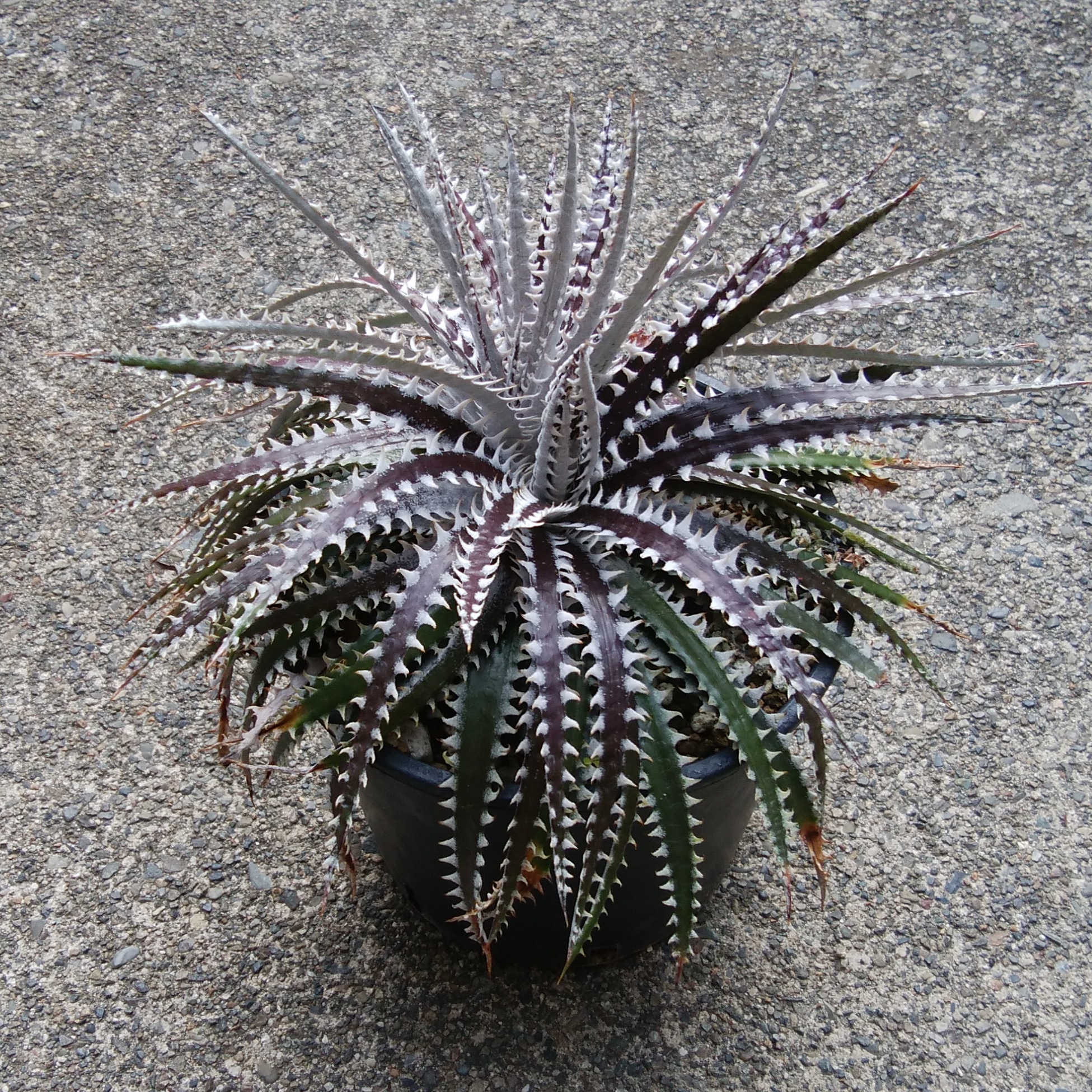 ディッキア（Dyckia 'Arizona Small' x ('Brittle Star' x 'Bill