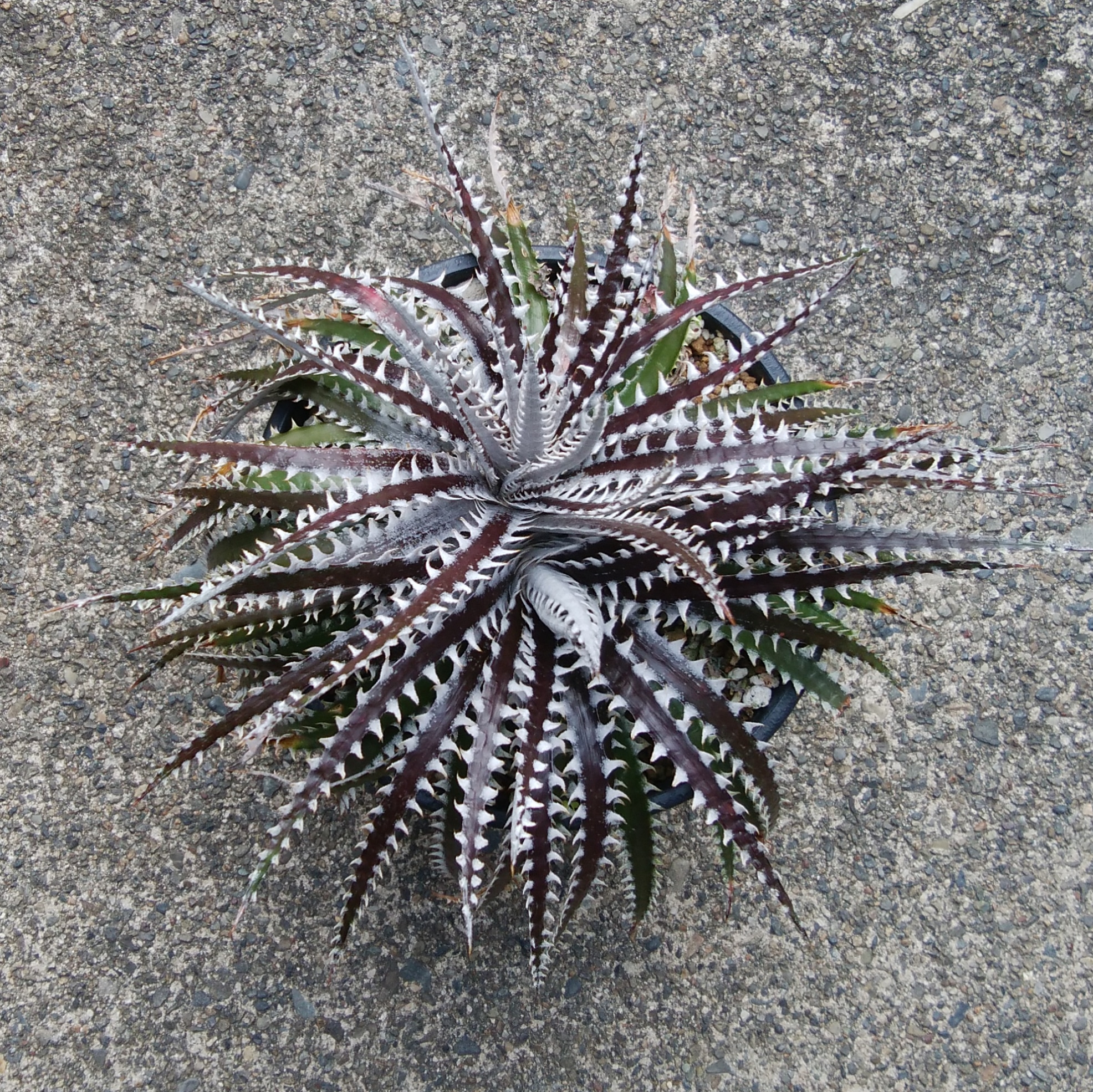 DBディッキア Dyckia Arizona x BS small #118 ⑸