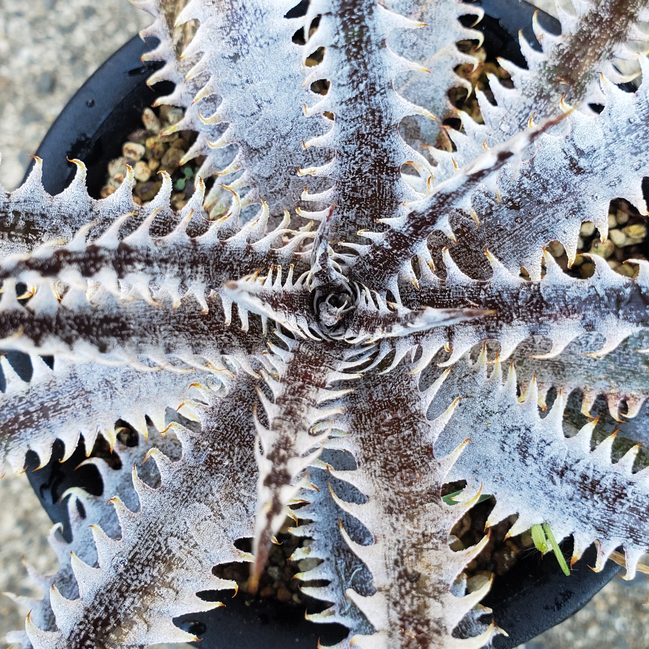 ディッキア：Dyckia 'Red Nagas' x 'Bill Baker' Hybrid | Dyckia Maniax