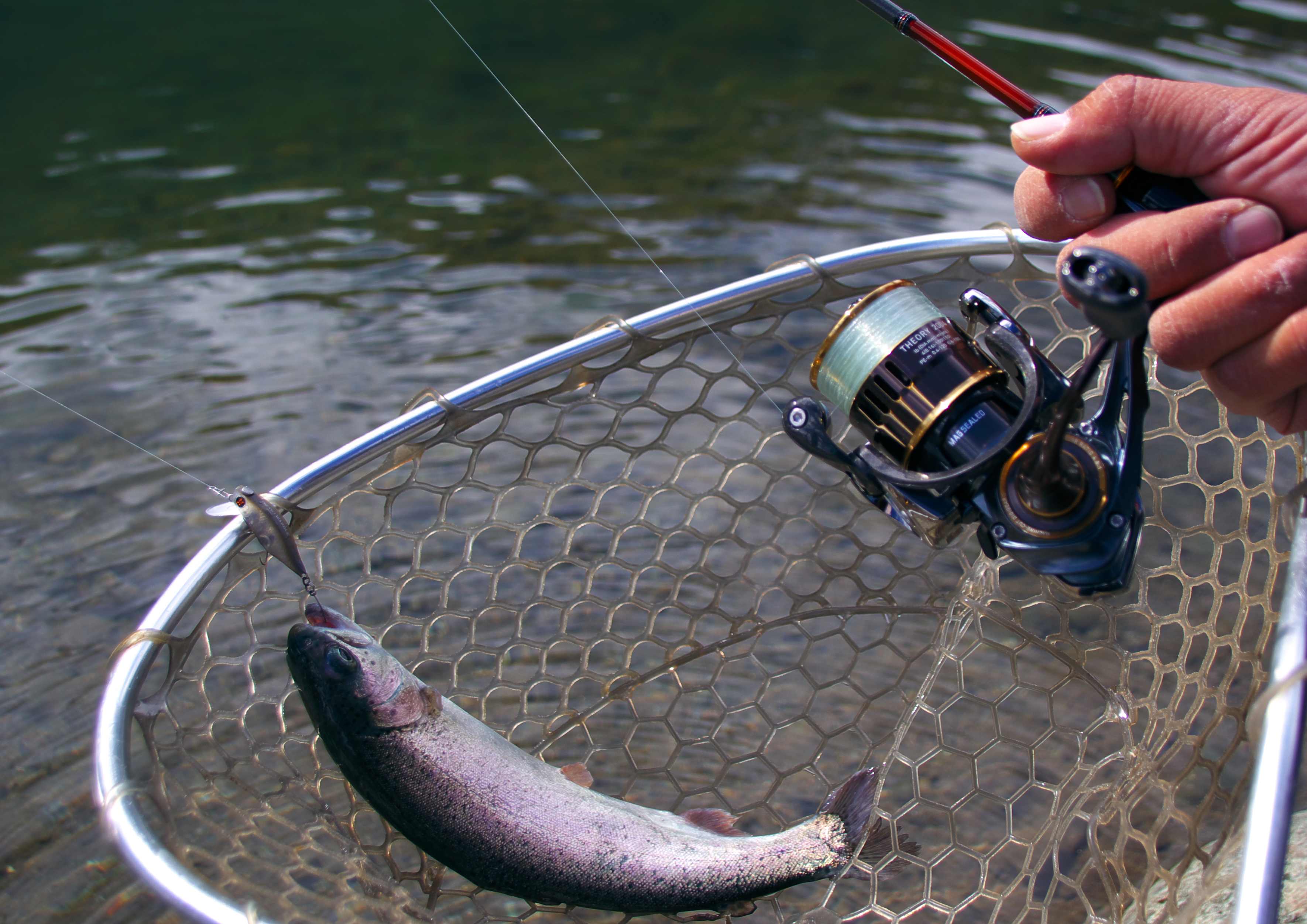 NEWセオリー トラウトのお奨めは？ - DAIWA TROUT