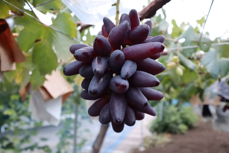 2024年葡萄の予約注文を開始しました！ – 志村葡萄研究所〜Shimura