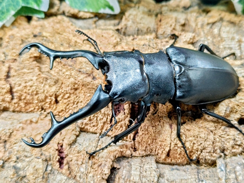 ギラファノコギリクワガタ(亜種ケイスケ) インドネシア フローレス島産