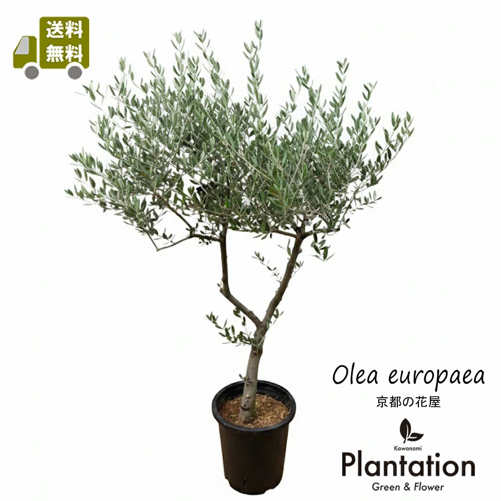 現品 創樹 オリーブ8号 マンザニロ No.1 – カワナミプランテーション