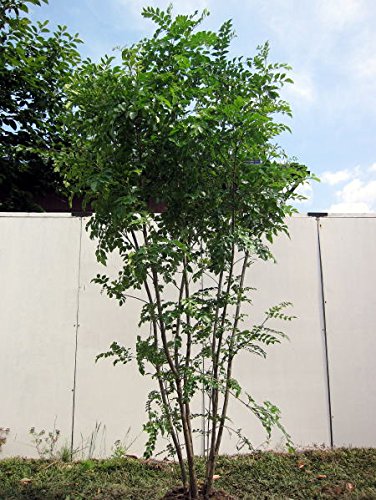 シマトネリコはシンボルツリーに向いている？樹高はどれぐらい？ - 嘘