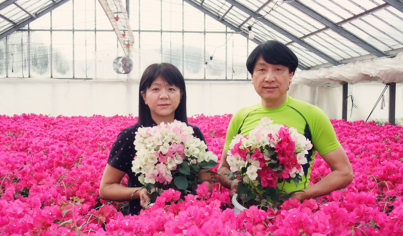 ブーゲンビリア専門の生産販売 | 石井園芸 | 石井園芸について
