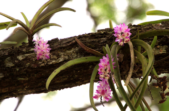 ミャンマーの野生ラン Wild orchids in myanmar