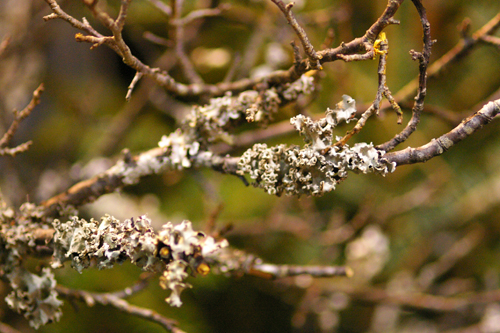 Love Flower Photo&Music!vol.2: 苔梅・苔木・サルオガセ・ウメノキゴケ