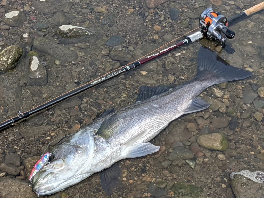 根強い人気を誇る