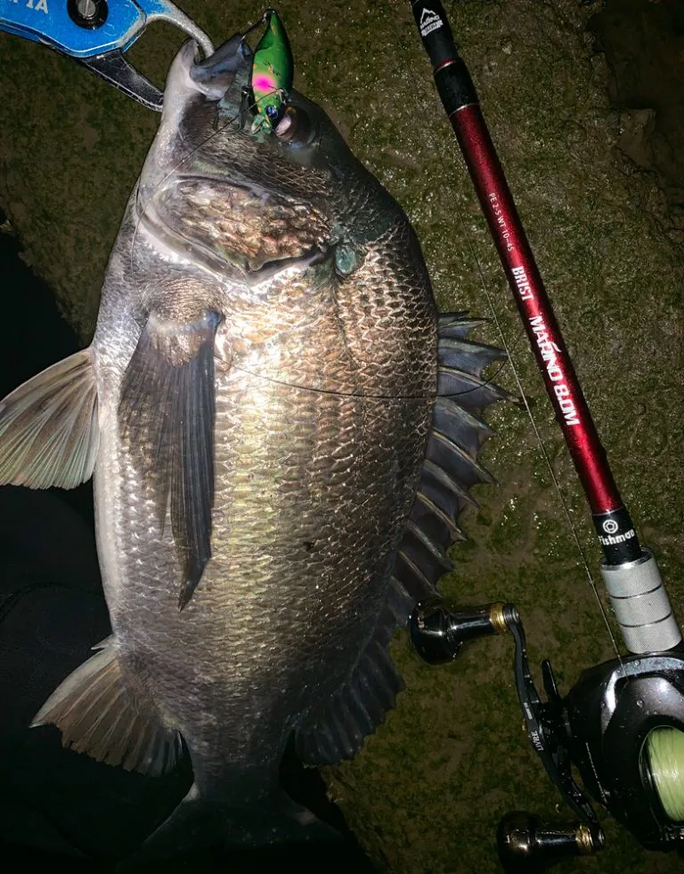 シーバスミノーから2ozビッグベイトまで】もう1本のハチマル！本日8月1