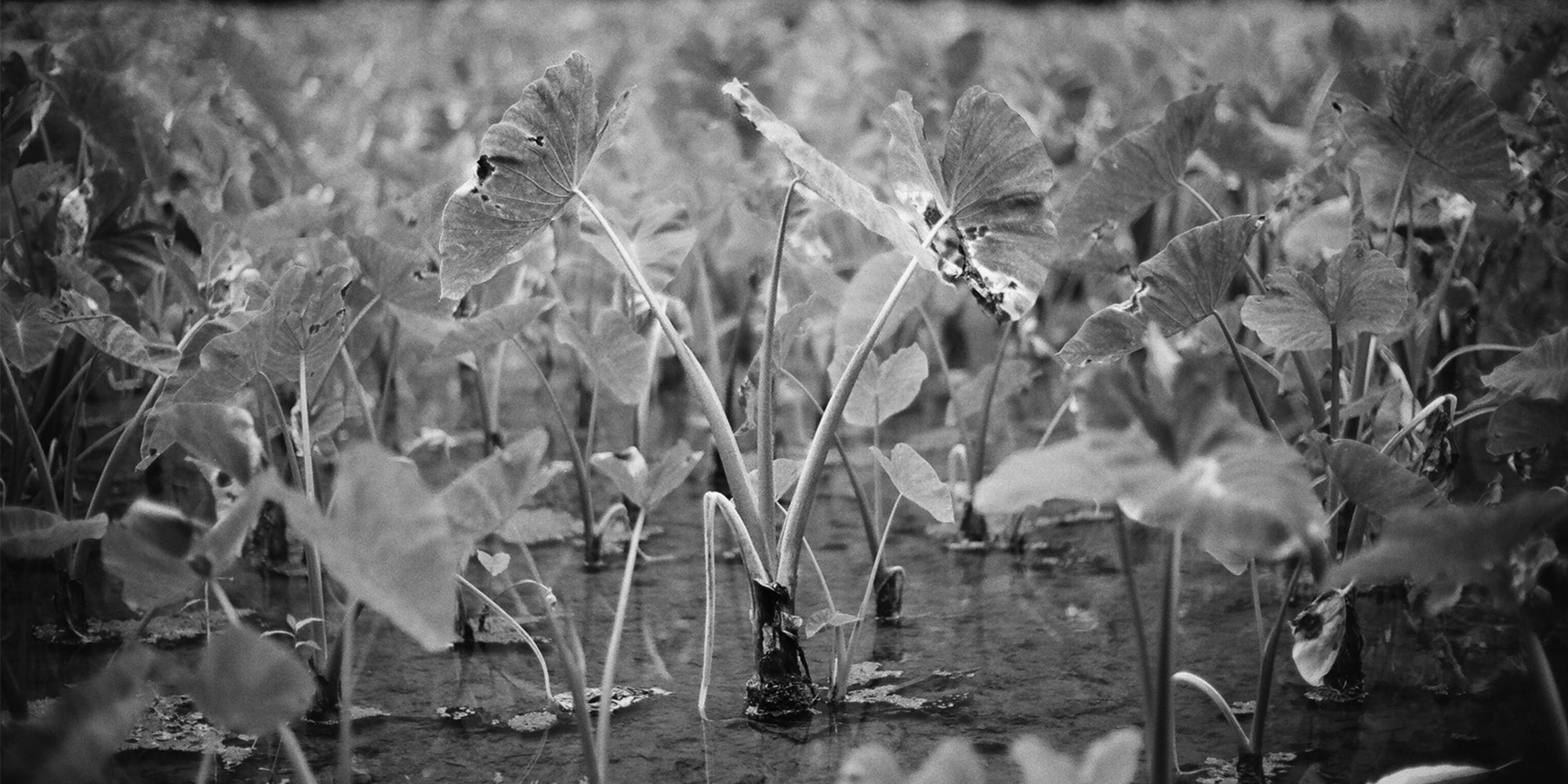 Sig Zane シグ・ゼーン – Florence Marine X Japan