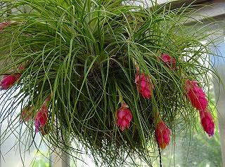 趣味の花図鑑-ティランジア・ストリクタ