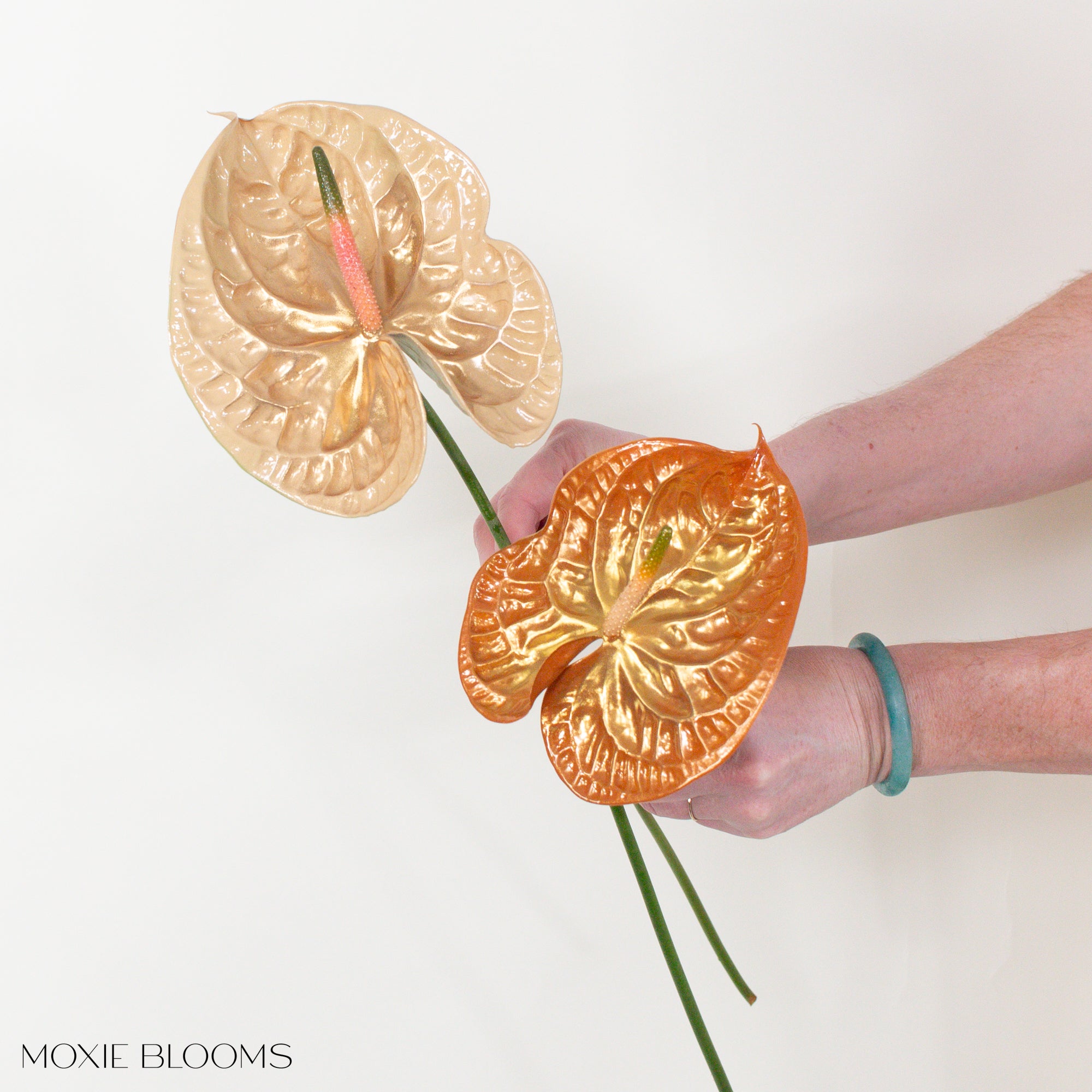 Icarus Iridescent Anthurium | Free Shipping Flower Moxie