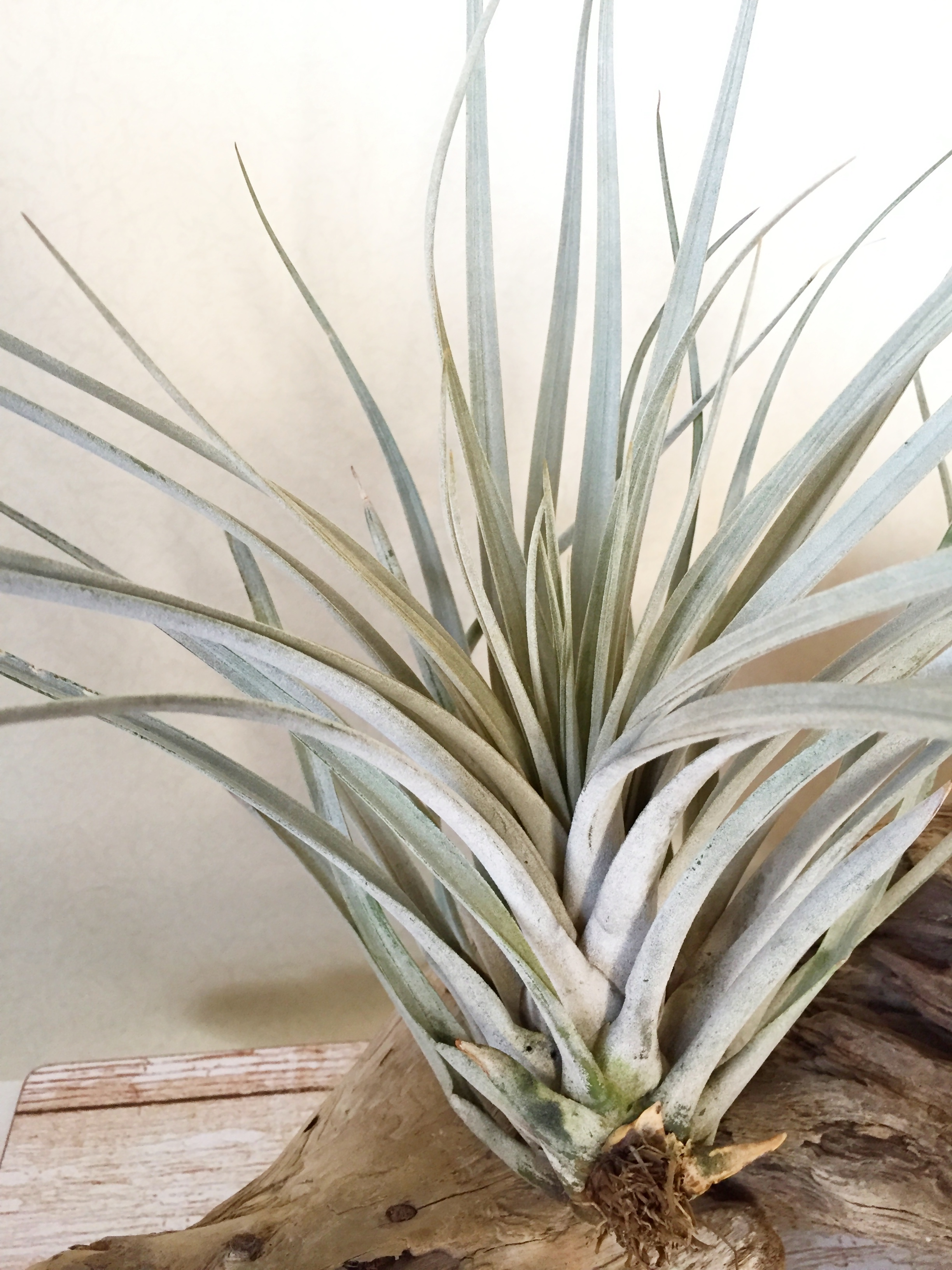 チランジア・ファシクラータ・ホンジュレンシス Tillandsia