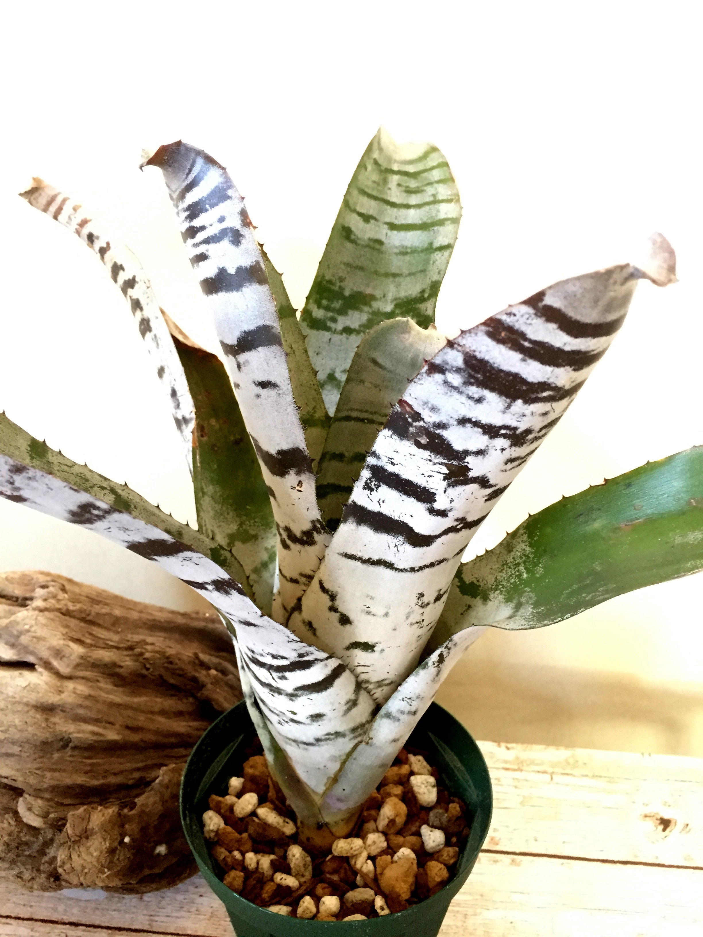 エクメア・チャンティニー・ブラックアイス Aechmea chantinii 'Black