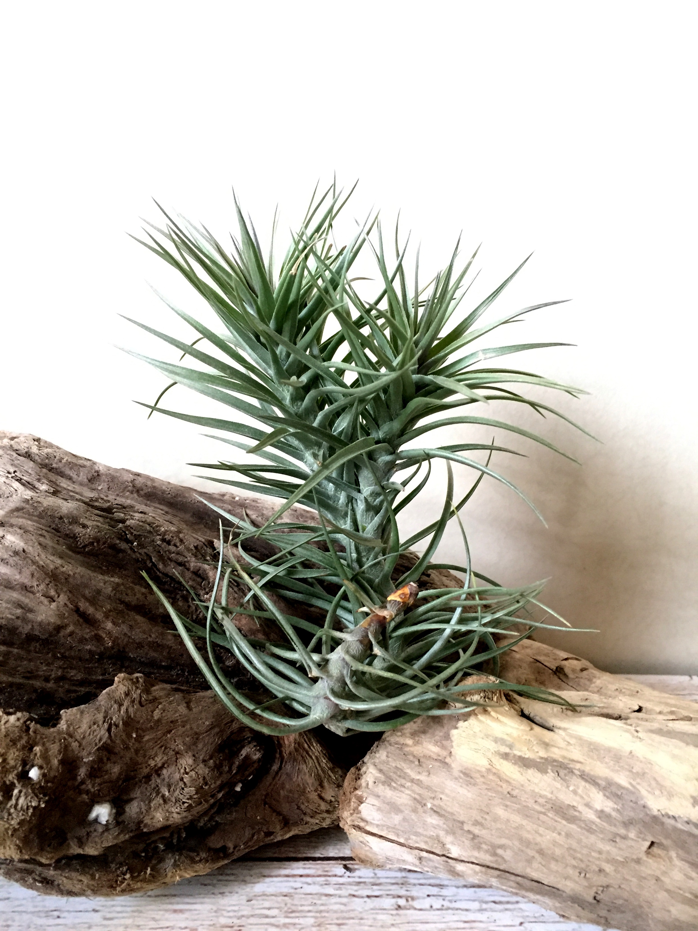 Frontier Plants】オンラインストア12月2日入荷予定のチランジア紹介