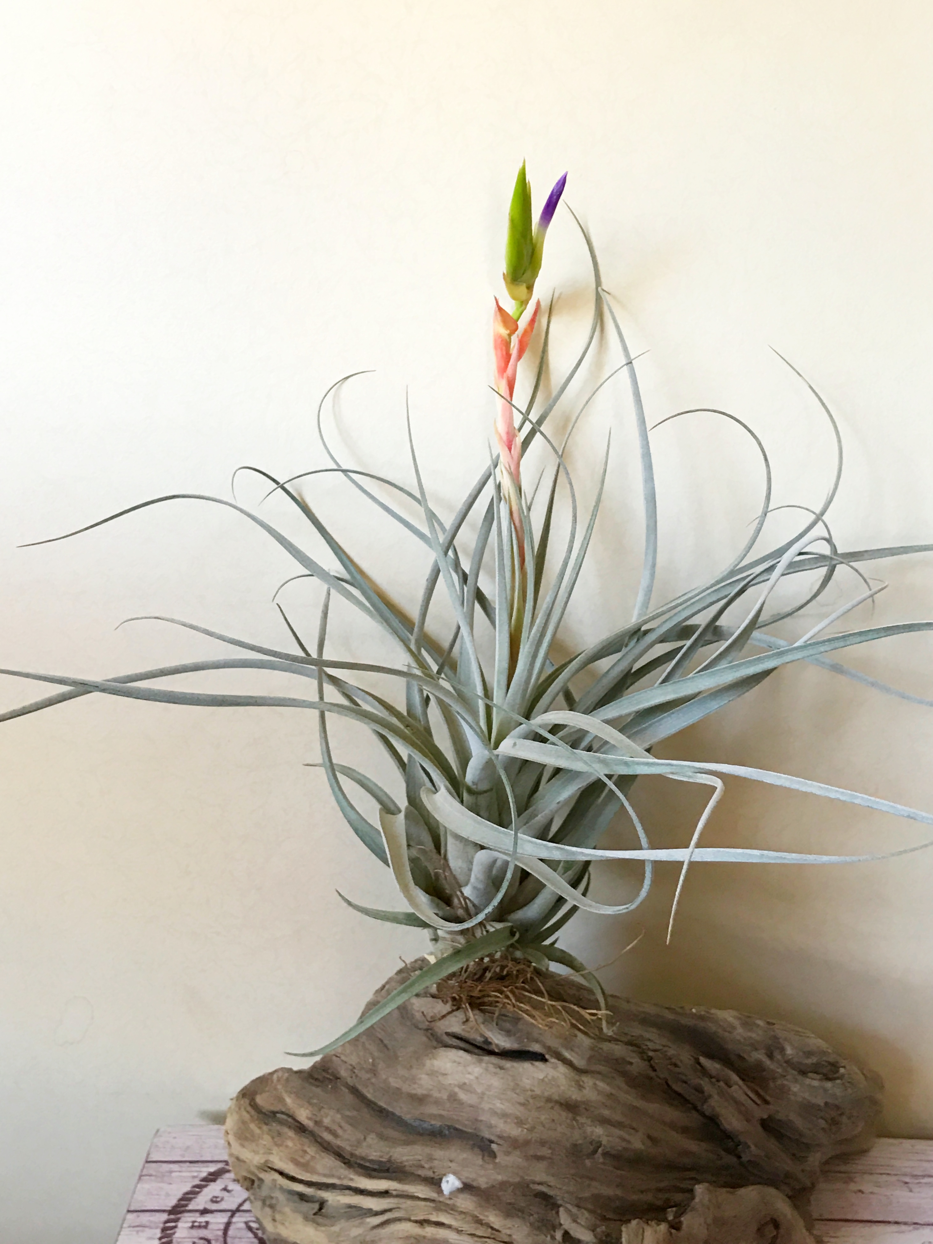 チランジア・ファシクラータ・ホンジュレンシス Tillandsia