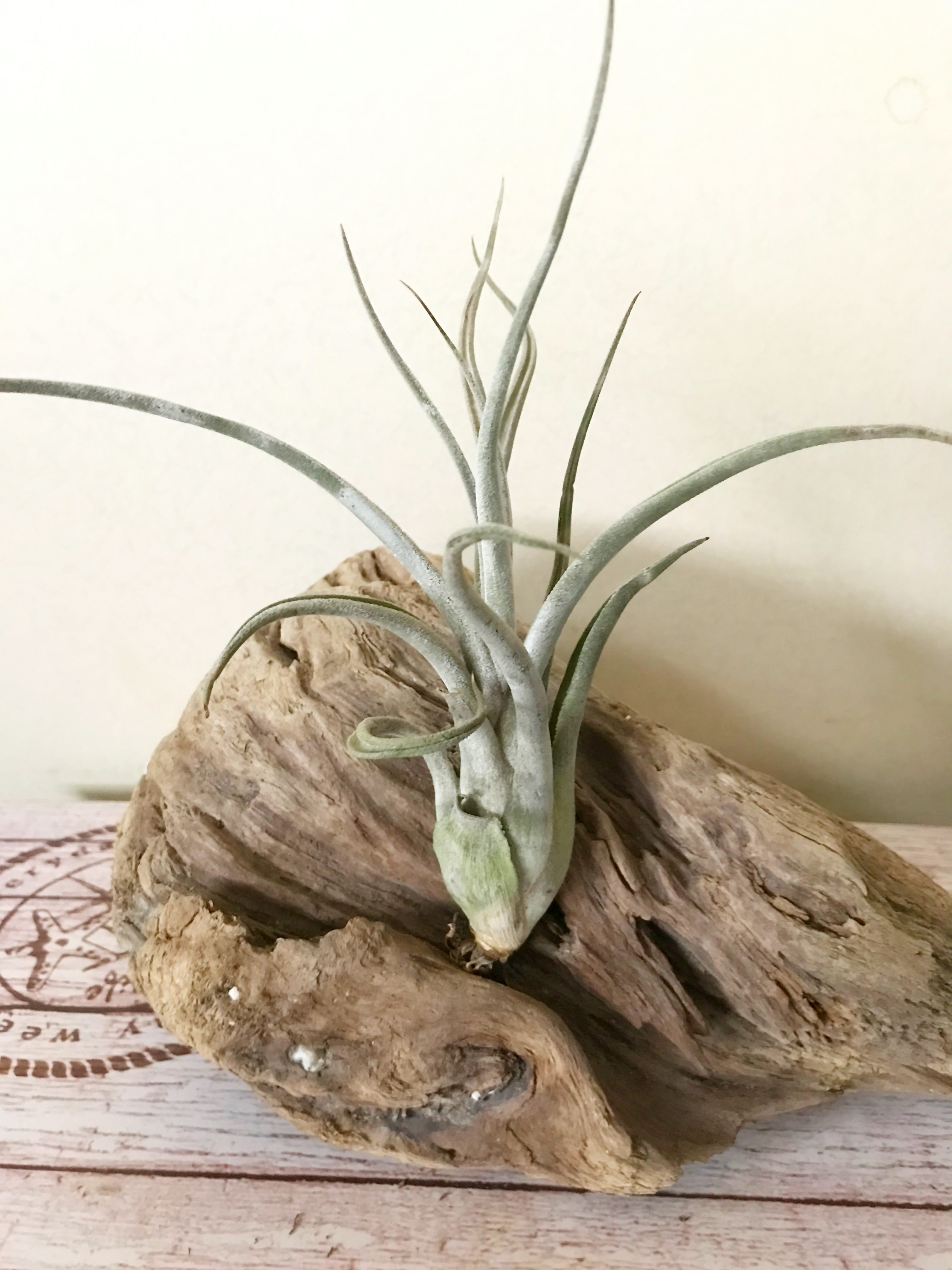 チランジア・クラーケン（カーリースリム綴化）Tillandsia Kraken（T