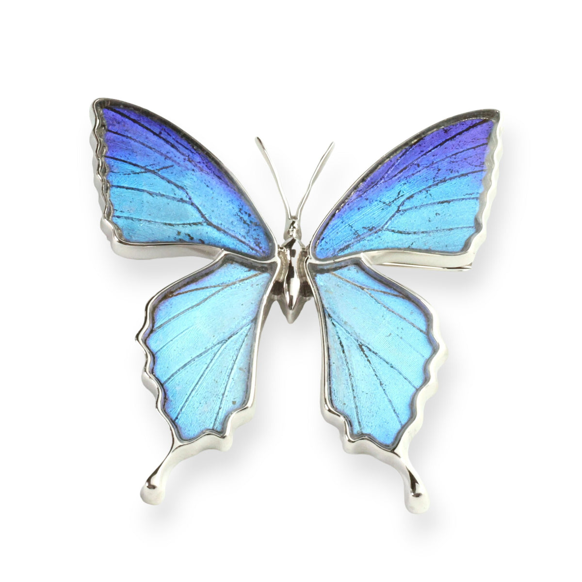 Psyche : NEW Arrival 本物の蝶の翅 アゲハ蝶 ブローチ兼ペンダント