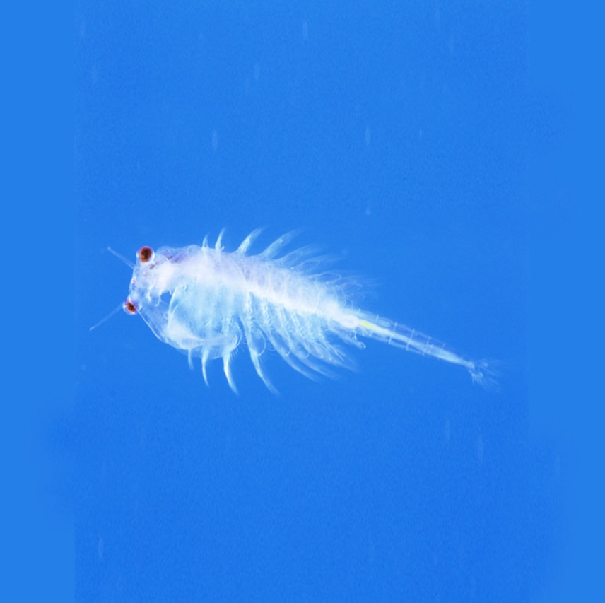 学研の通信体験教材『たいけんポケット』7月号受付開始! | （株