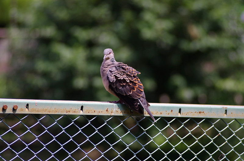 トキナー 60-120mm F2.8 AT-X120 を再評価する: ごっさん居眠り中