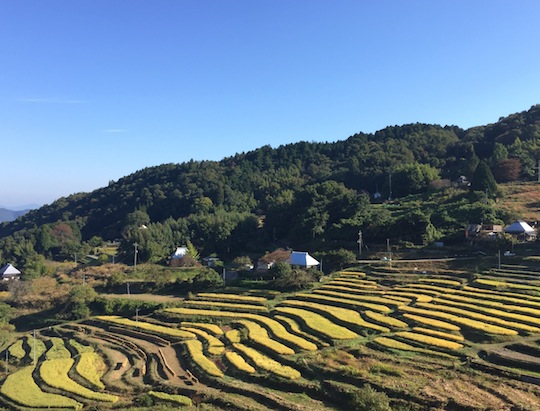 黄金色の棚田を最新型モビリティで走る、岡山県「上山集楽」で始まった