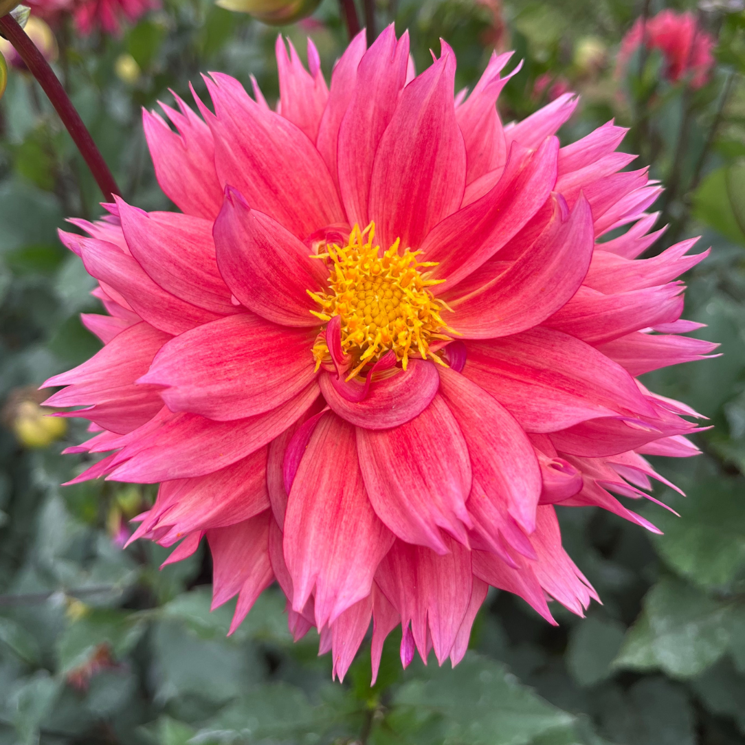 Sonic Bloom Dahlia Tuber | Hudson Valley Seed Company