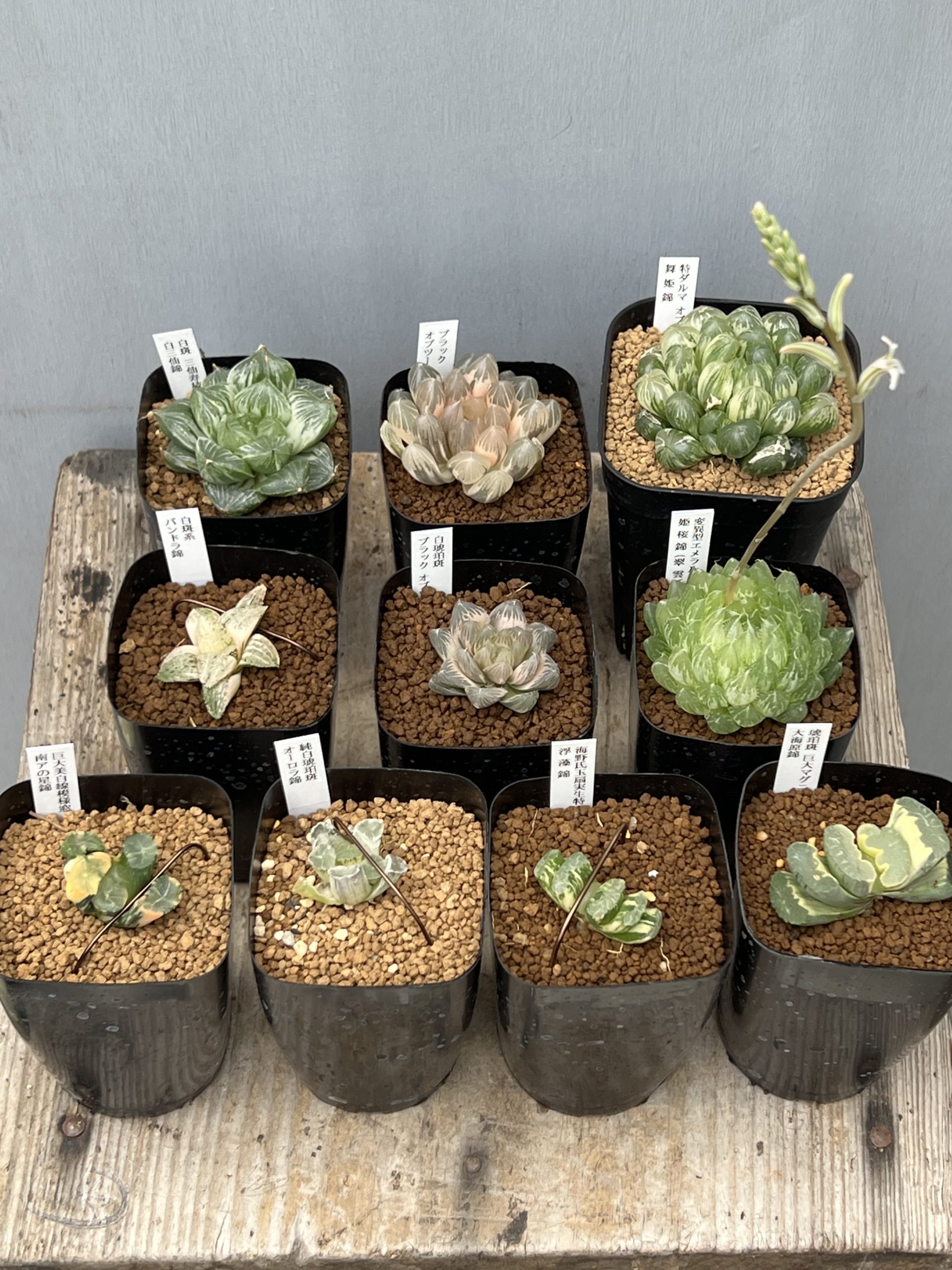 春の多肉植物売り出しVol.3 – 【公式】花伝 | 福岡県久留米市の園芸店