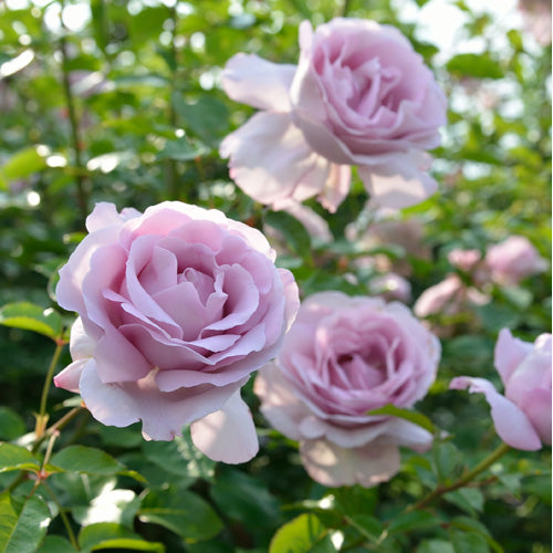 ローズシナクティフ – はなはなショップ