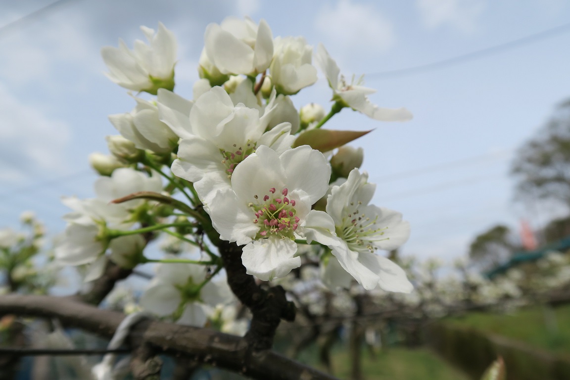 花畑園芸公園 オフィシャルサイト｜福岡市南区 梨の花