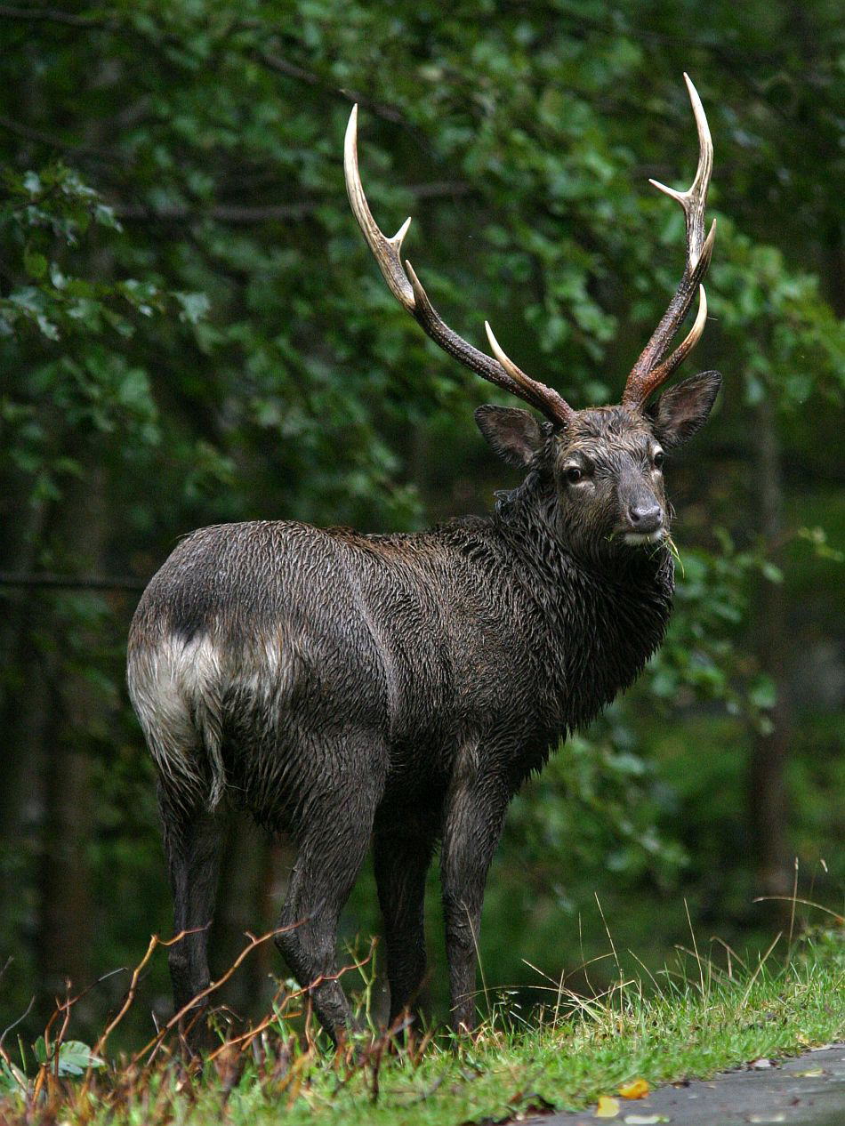 鹿茸1360g 蝦夷鹿エゾシカ