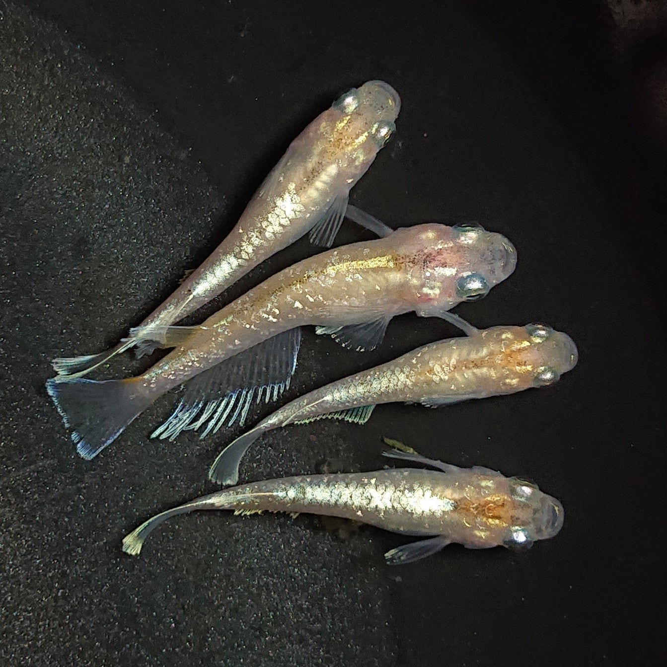 現物】【上物】デーンモルフォ イエロータイプ Azumaめだか様純血統F1