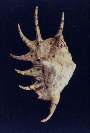 蜘蛛螺(Lambis lambis)(434130)