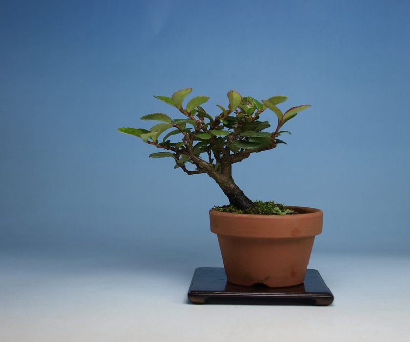 ヒサカキ・ハマヒサカキ | 小品盆栽てのり樹工房