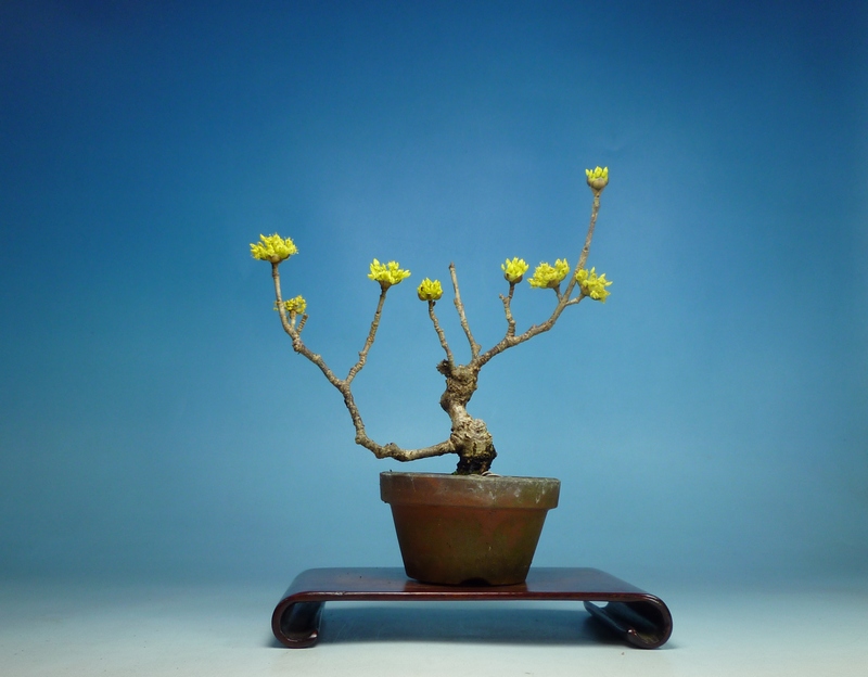 サンシュユ開花 | 小品盆栽てのり樹工房