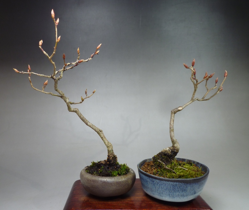 ヤマコウバシ3樹 | 小品盆栽てのり樹工房