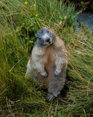 ☆即納☆ アメリカ便 ウッドチャックの頭骨 | 【CORE-BOX】店長ブログ