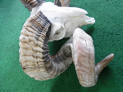 ☆ヨーロッパ羊 くるくる巻角 スカルホーン☆ | 【CORE-BOX】店長ブログ