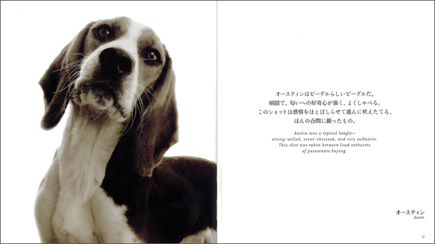 SHELTER dogs シェルタードッグズ | 山と溪谷社