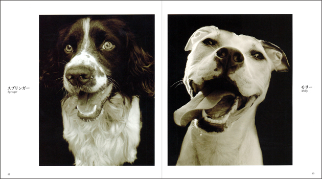 SHELTER dogs シェルタードッグズ | 山と溪谷社