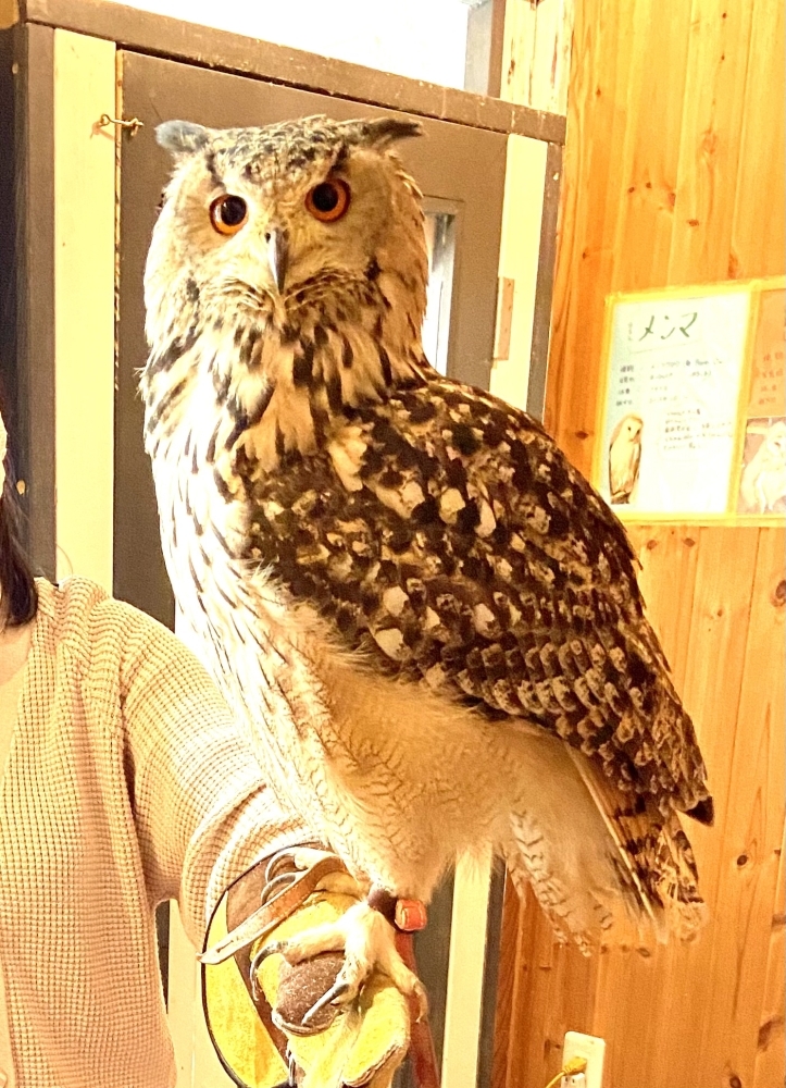 image.php?id=2208591&p=shopn&s