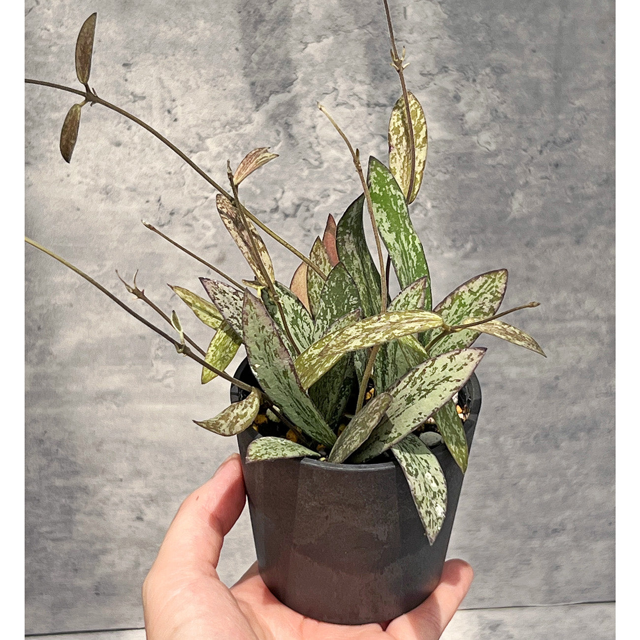 ホヤ シギラティス – inakougei