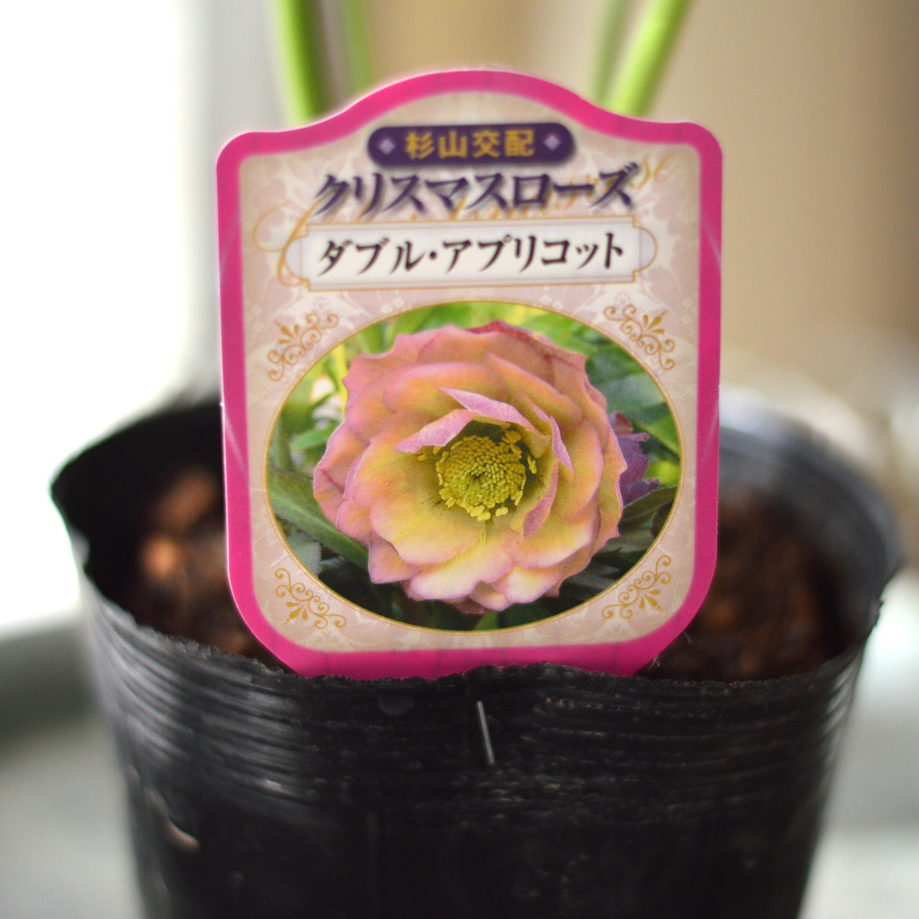 abeb8f5f49faa209d0c155052c2708