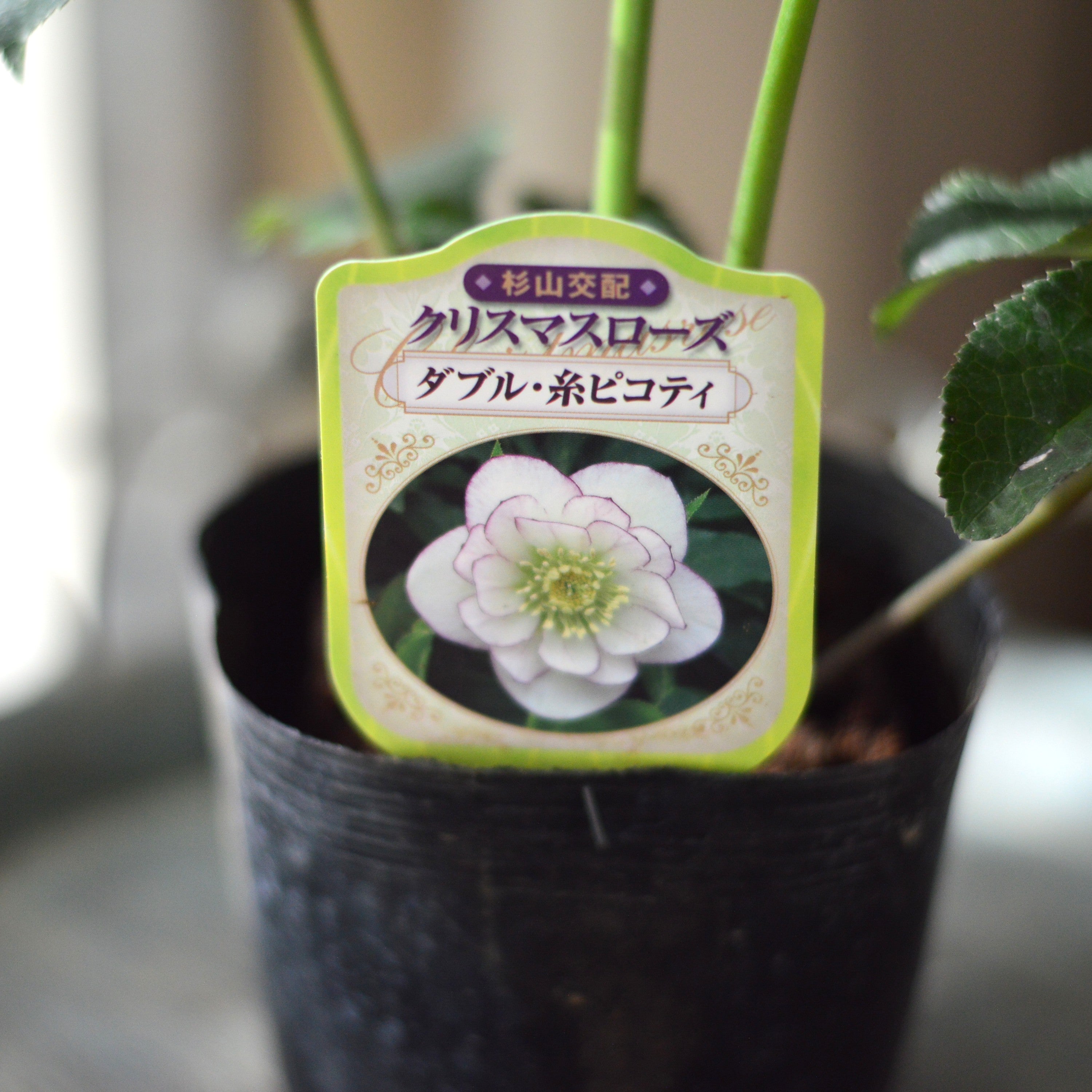 杉光園芸さん】 クリスマスローズ 『ダブル・糸ピコティ』 4寸POT