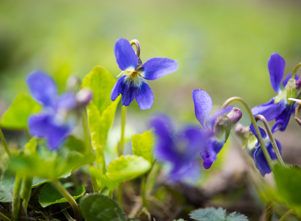 バイオレット – フレグランスフォーラム