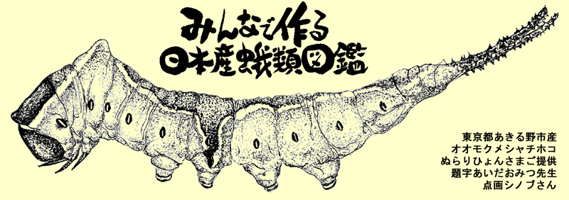 みんなで作る日本産蛾類図鑑V2】