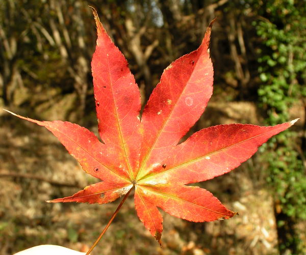 カエデ科カエデ属オオモミジ，学名：Acer amoenum